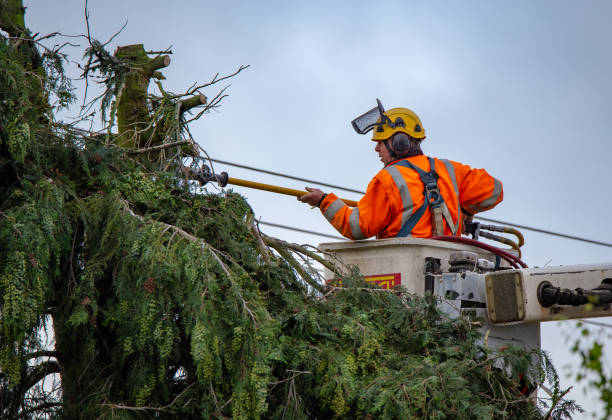 Best Tree Cabling and Bracing  in Louisburg, KS