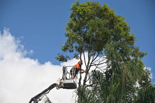 Best Storm Damage Tree Cleanup  in Louisburg, KS