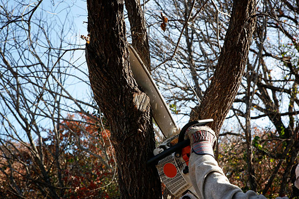  Louisburg, KS Tree Removal Services Pros